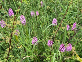 Pyramidal orchids at Martins' Meadows – Ben Calvesbert 