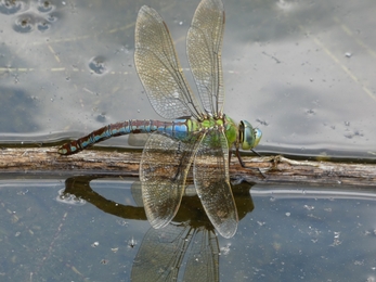 Dragonfly at Lackford Lakes - Michael Andrews