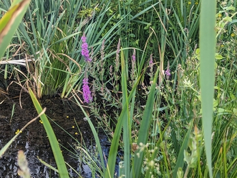 Purple loosestrife at Hen Reedbeds – Jamie Smith 