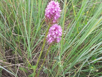Pyramidal orchids at Trimley Marshes – Joe Underwood 