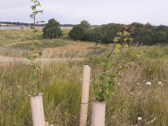 New trees growing at Trimley Marshes, Suffolk