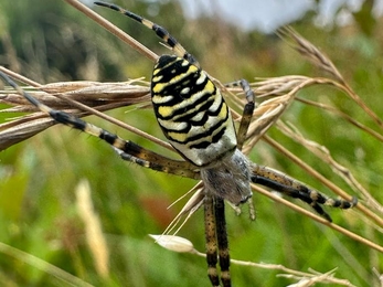 Female wasp spider moulting into adulthood – Andy Hickinbotham 