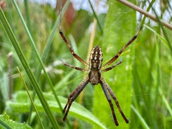 Male wasp spider preparing to risk life over mating – Andy Hickinbotham 