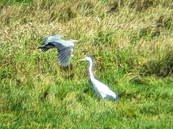 Great white egret and grey heron at Trimley Marshes – Ella Broom 