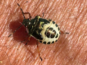 Bronze shield bug (troilus luridus) nymph landed on Lound Lakes Warden Andy HIckinbotham’s hand whilst mowing 