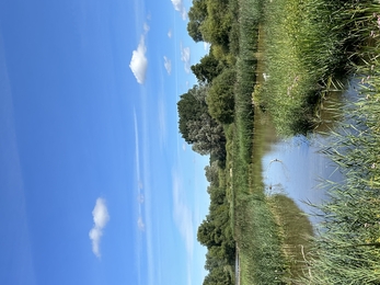 View out over marsh at Lackford lakes, the sky is bright blue over the water and green reeds and trees