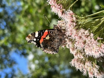 A Red Admiral Butterfly sitting on a thistle 