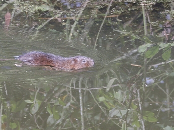 A water vole swimming through a pond at Trimley Marshes in Suffolk