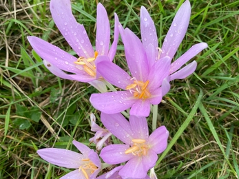 Meadow saffron in flower at Martins’ Meadows – Ben Calvesbert 