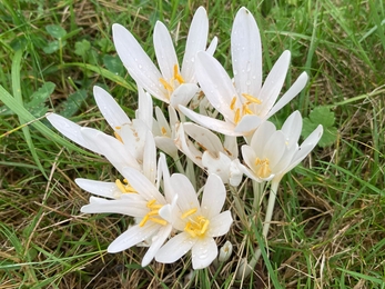 Meadow saffron in flower at Martins’ Meadows – Ben Calvesbert 