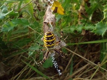 A wasp spider seen at Martlesham Wilds clearly showing characteristic markings on the body and the accompanying web.  This species has colonised quite a number of sites along the Suffolk coast now and is becoming increasingly widespread. - Andrew Excell 