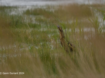 A bittern amongst a reedbed at Carlton Marshes