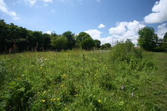 Gunton Meadow nature reserve Suffolk Wildlife Trust