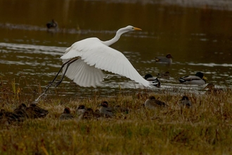 Great egret on The Slough