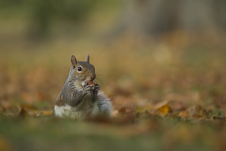 Grey Squirrel , Christchurch Park Kevin Sawford  