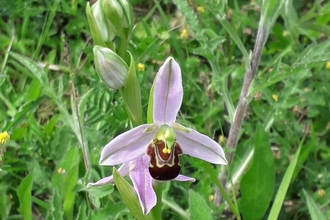 Bee Orchid Gunton Meadow