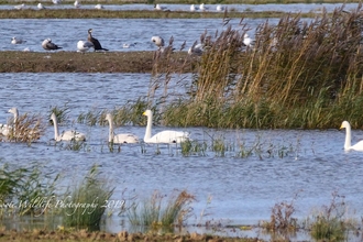Whooper swans Carlton Marshes