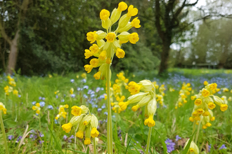 Cowslip - Cathy Smith