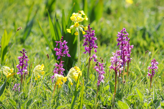 Early purple orchids by Steve Aylward