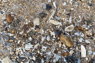 Shark's tooth on surface of sand, Bawdsey - Lucy Shepherd 