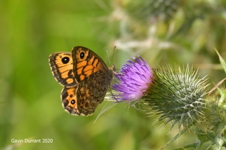 Wall Brown butterfly on thistle