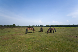 Conservation grazing by Exmoor ponies, Steve Aylward