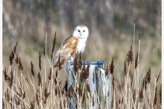 Barn owl sitting on the Trimley Marshes sign. Photographed by Jim Farrow, one of our weekend volunteers. 
