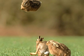 Brown hares, Trimley Marshes, Stephen Harper