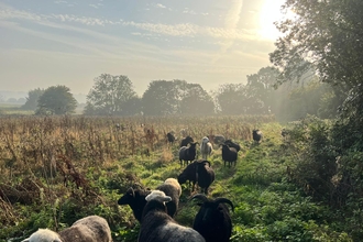 Sheep grazing at Martlesham Wilds - Nick Collinson 