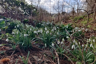 Snowdrops courtesy of James from SWT Youth Board, Feb 2024