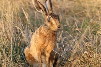 Brown hare - Jim Higham