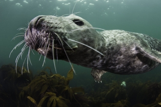 Grey Seal Swimming - Alexander Mustard/2020VISION
