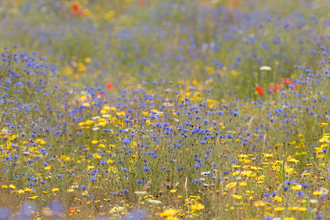 Wildflowers - James Adler