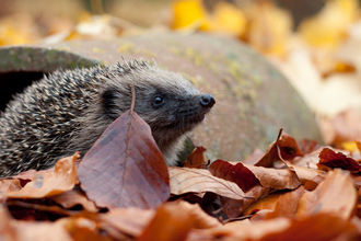 Hedgehog in autumn leaves by Tom Marshall