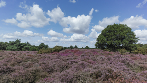 Blaxhall Common Suffolk Wildlife Trust