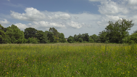 Hutchison's Meadow nature reserve Suffolk Wildlife Trust