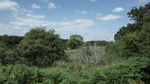 Hopton Fen nature reserve Suffolk Wildlife Trust