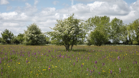 Winks Meadow Suffolk Wildlife Trust