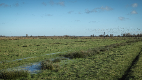 Castle Marshes Suffolk Wildlife Trust