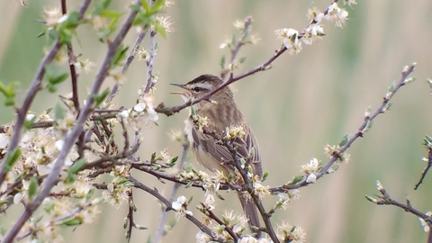 Sedge Warbler by Paddy Shaw