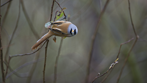 Suffolk Wildlife Trust