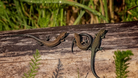 common lizards by Jim Palfrey