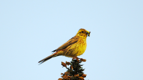 Yellowhammer by Amy Lewis