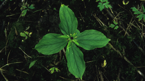 Herb paris by Steve Aylward