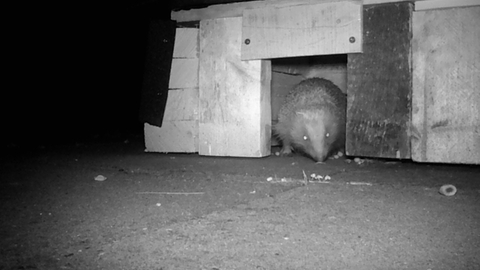 Hedgehog in feeding station - Shaun Norris 