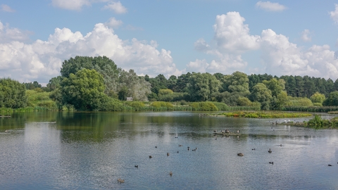A panoramic view over Lackford Lakes in Suffolk, with trees relfected in the water and wildfowl on the lake's surface.