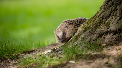 Hedgehog behind a mossy tree