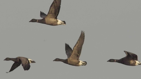 Brent geese in flight - Derek Moore