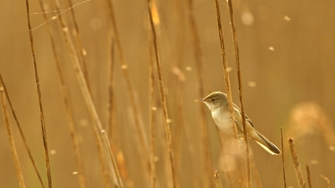 Reed warbler - Chris Gomersall/2020VISION