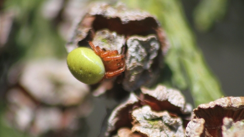 A cucumber spider sitting on a cypress cone. It's a yellowish-brown spider with a bright apple green abdomen, looking a little like a squashed tennis ball